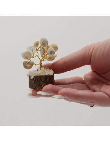 Petit cercle Gomati Chakra & rudraksha