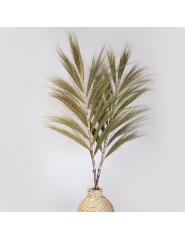 Palmier naturel Rayung - 1,6 m