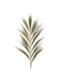 Palmier naturel Rayung - 1,6 m