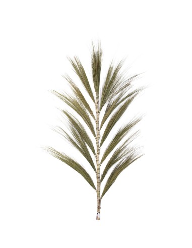 Palmier naturel Rayung - 1,6 m