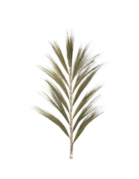 Palmier naturel Rayung - 1,6 m