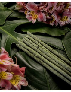 Encens botanique – Thé vert & Champa