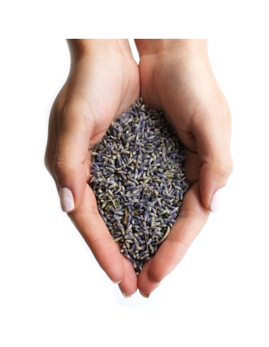 Fleurs de lavande (1 KG)
